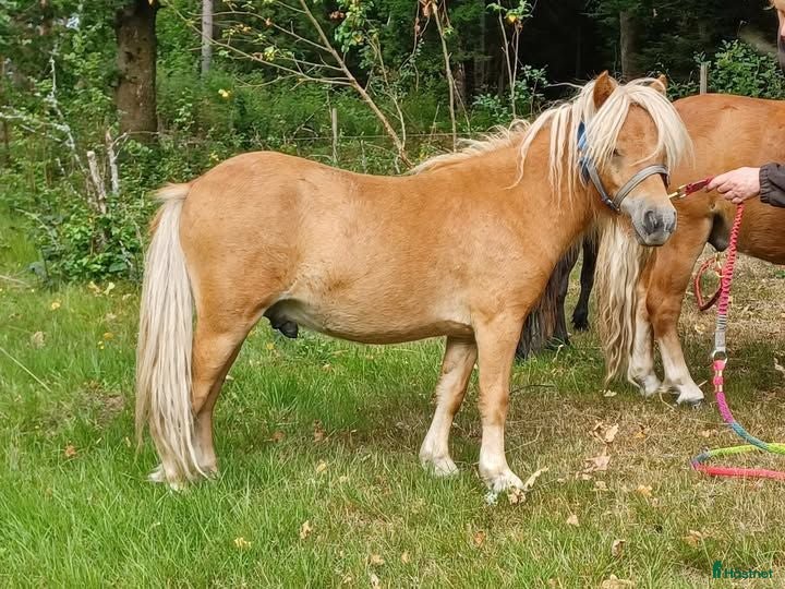  hästar en väl hanterad och trevlig mini - Annons 3