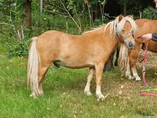 hästar en väl hanterad och trevlig mini - Annons 3