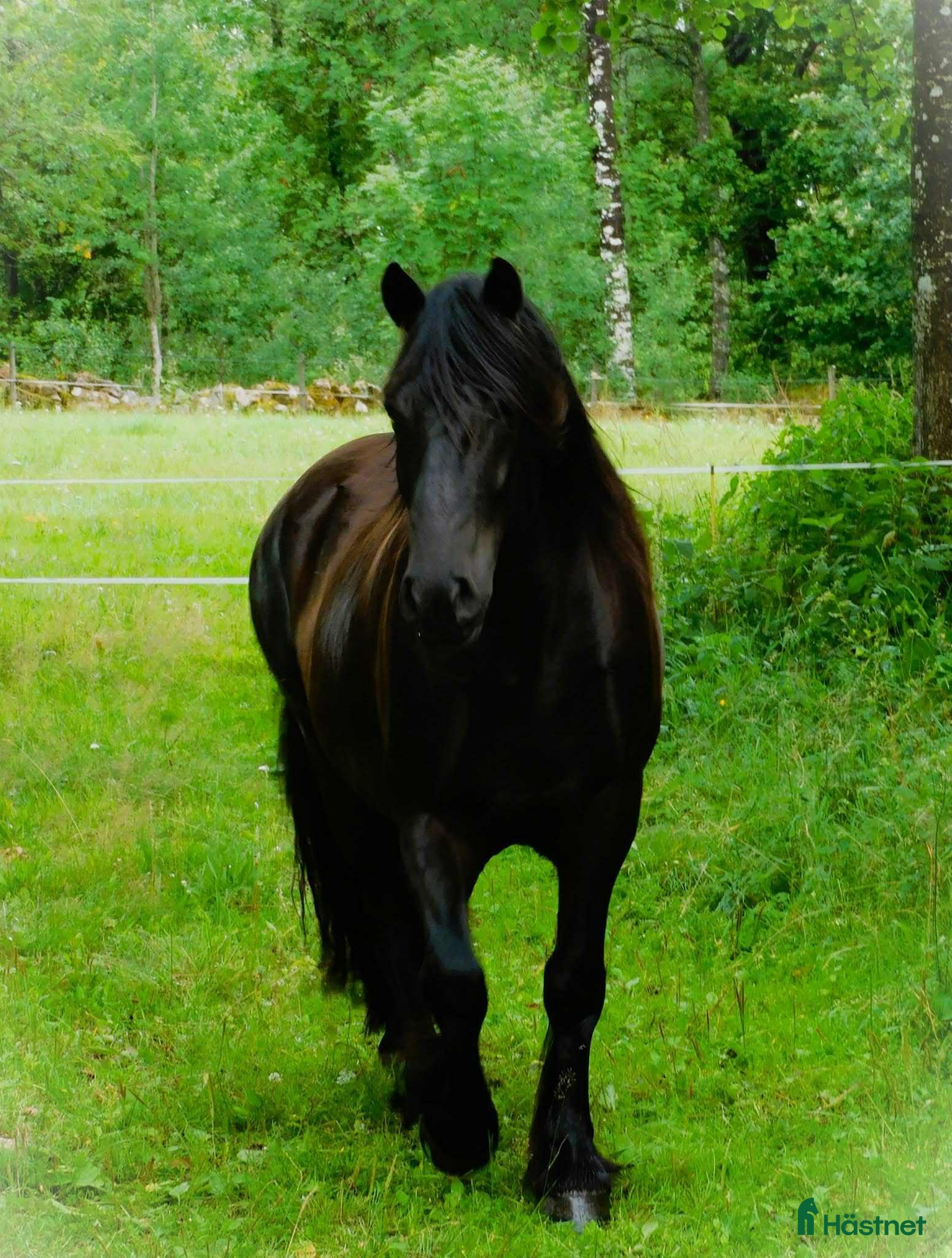  hästar En häst med energi, arbetslust och personlighet i Hyltebruk - Annons 17