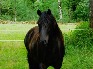 hästar En häst med energi, arbetslust och personlighet i Hyltebruk - Annons 17