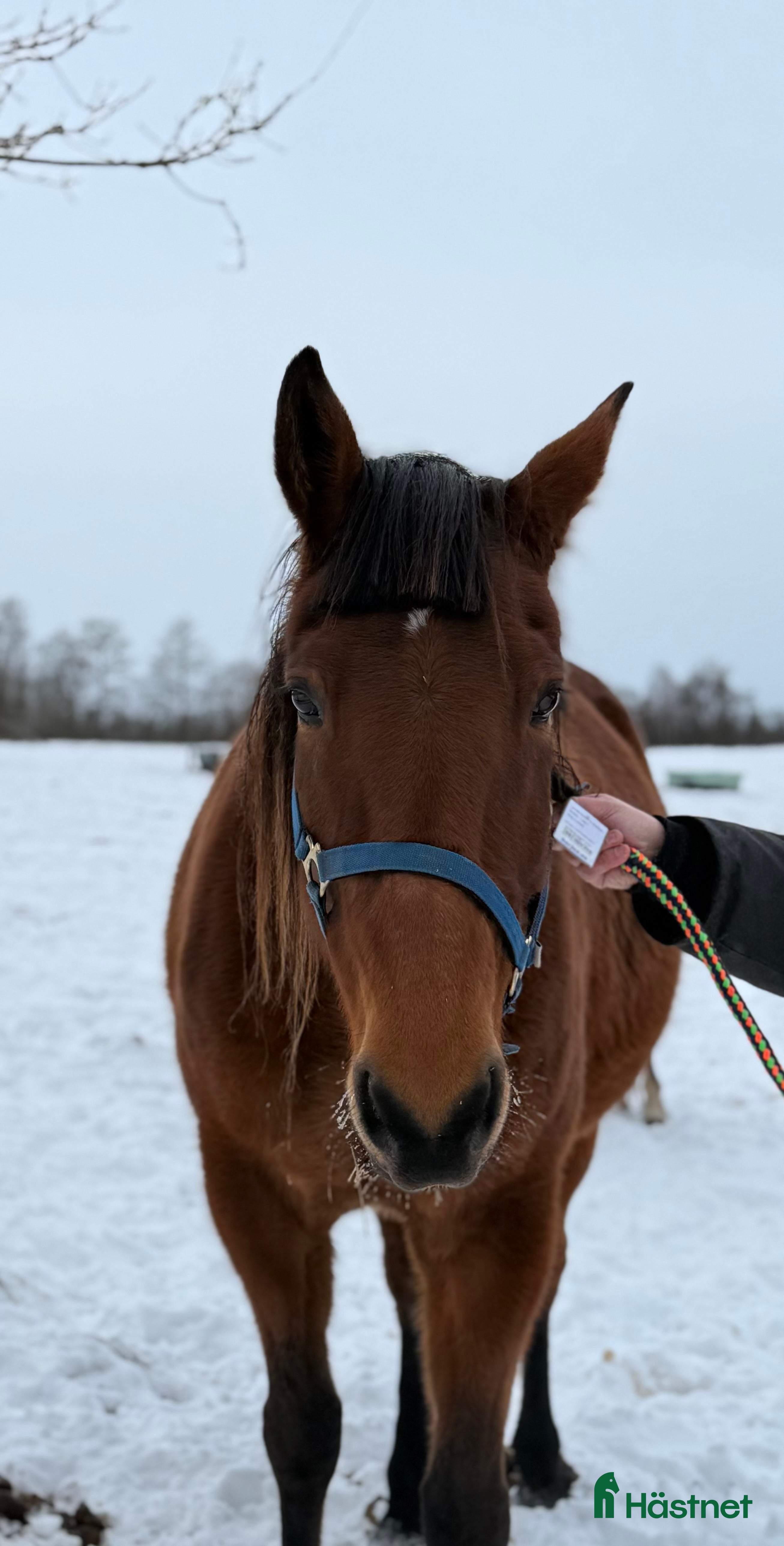  hästar Jättefint fölsto (syster till Venkatesh) - Annons 4