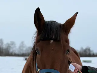 hästar Jättefint fölsto (syster till Venkatesh) - Annons 4
