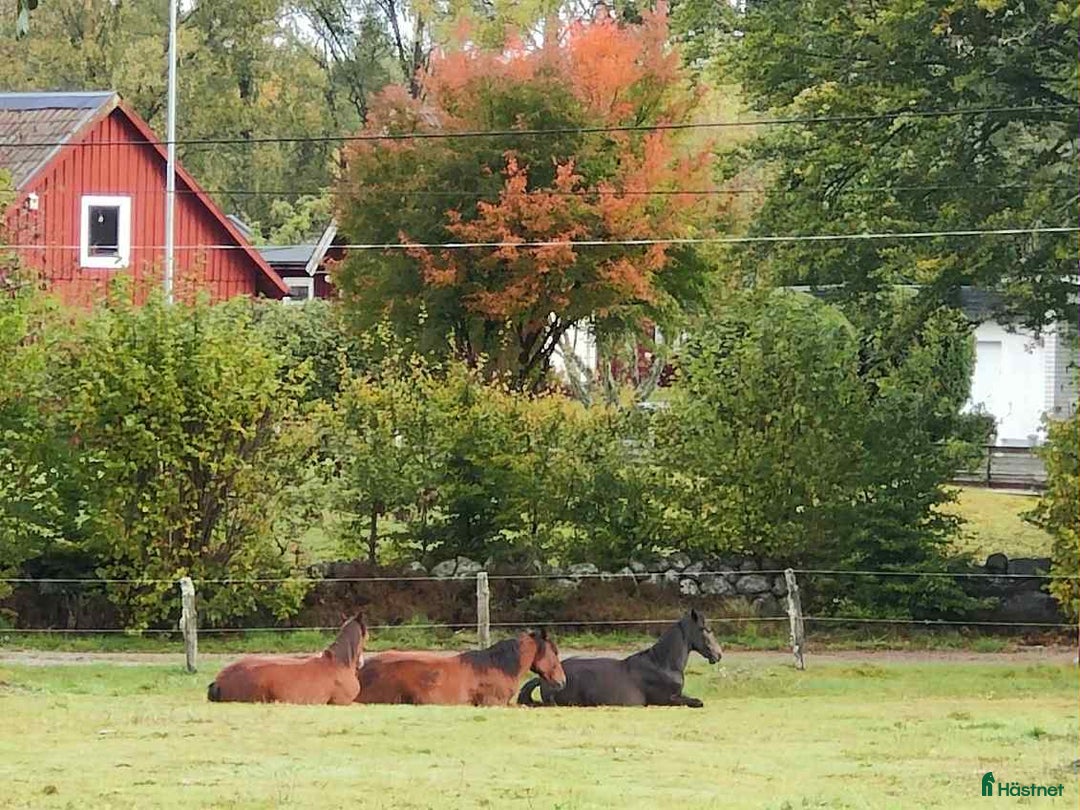  stallplats finnes: Lösdriftsplats finnes - Bjärnum i Bjärnum - Annons 7