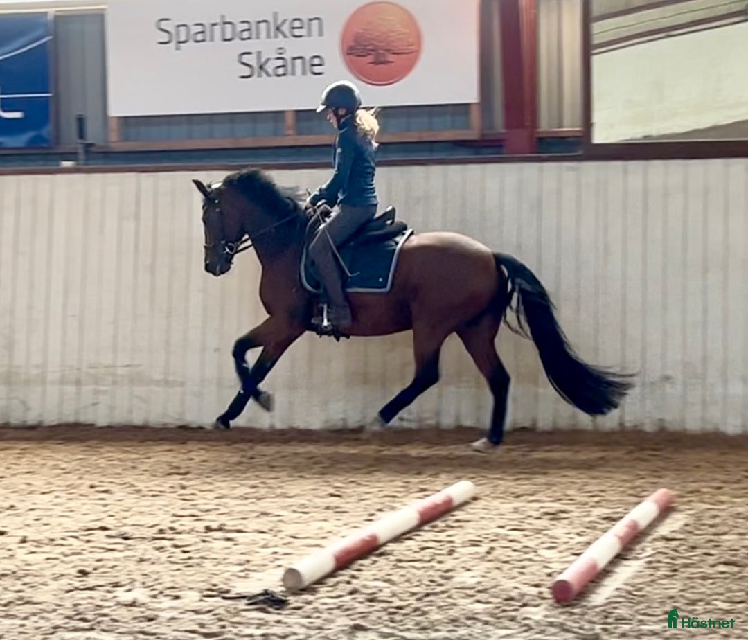 Dressyr hästar till salu: Lovande FEI-ponny i Lund - Annons 3