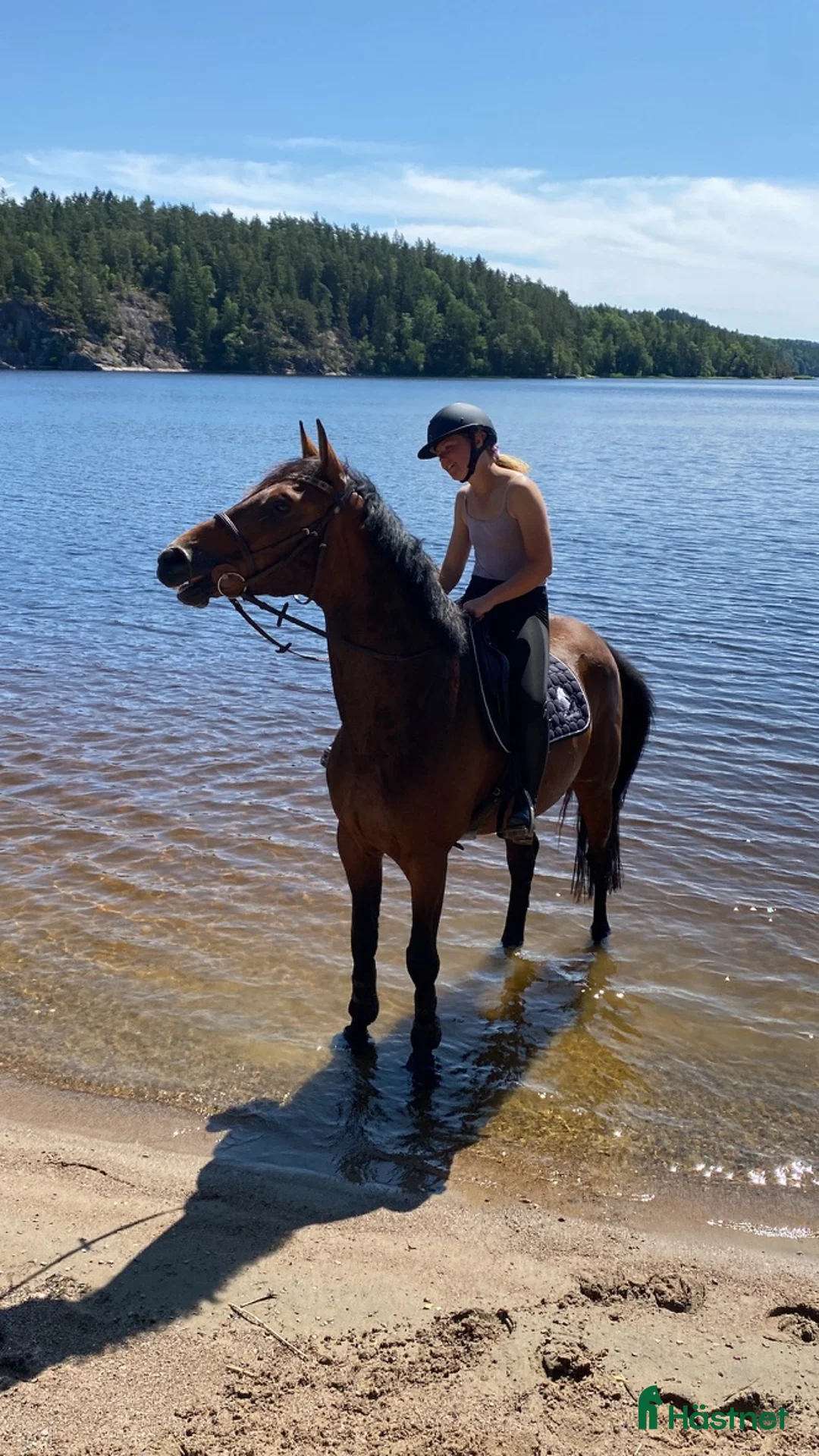 Hoppning hästar till salu: Trevlig valack säljes - Annons 2