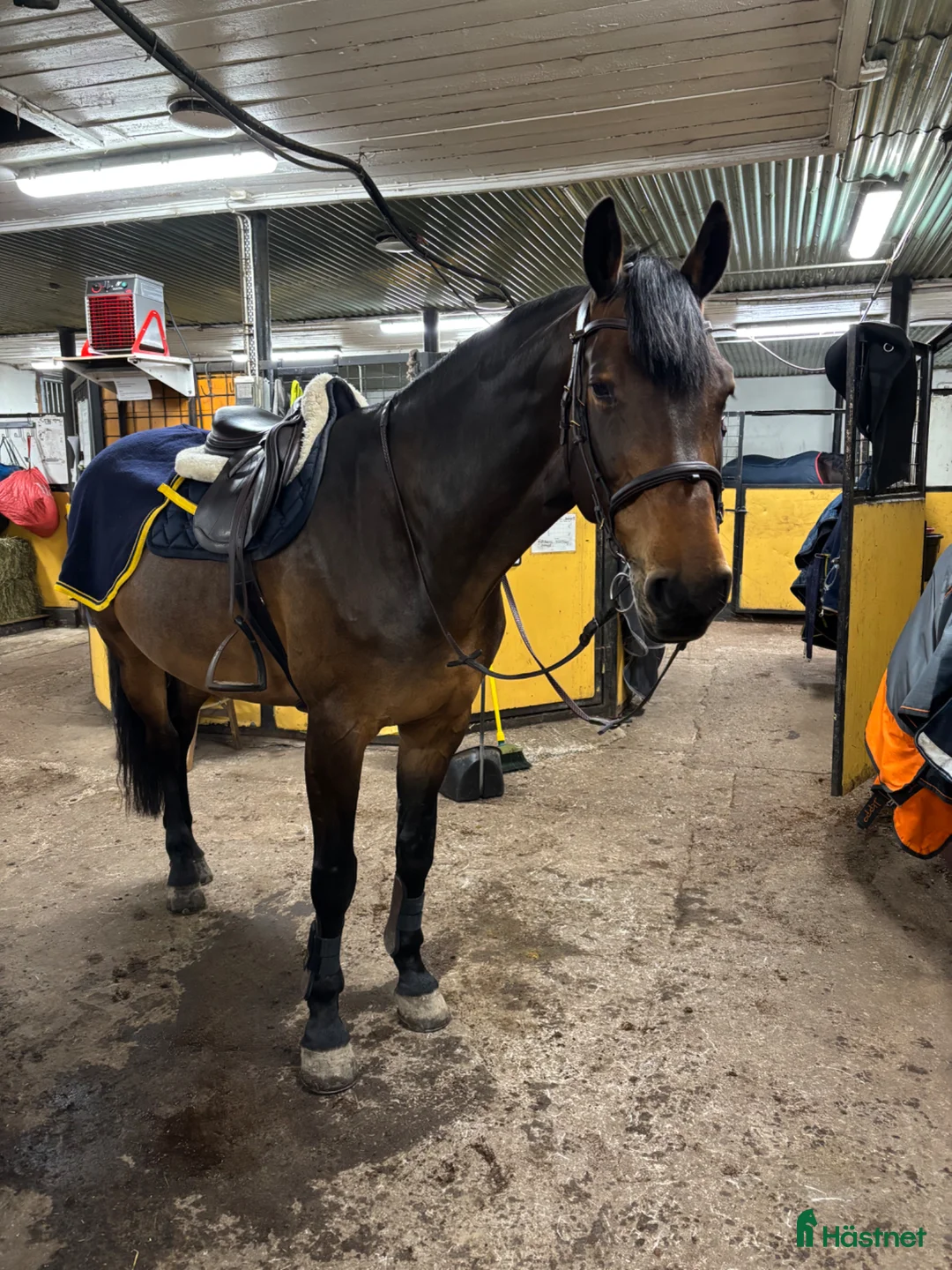 Hoppning hästar till salu: Fantastisk sto till salu i Tungelsta - Annons 2