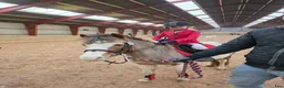 Allround hästar sökes: Læremester søges - Annons 1