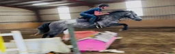 Allround hästar till salu: Connemara gelding 155cm - Annons 10