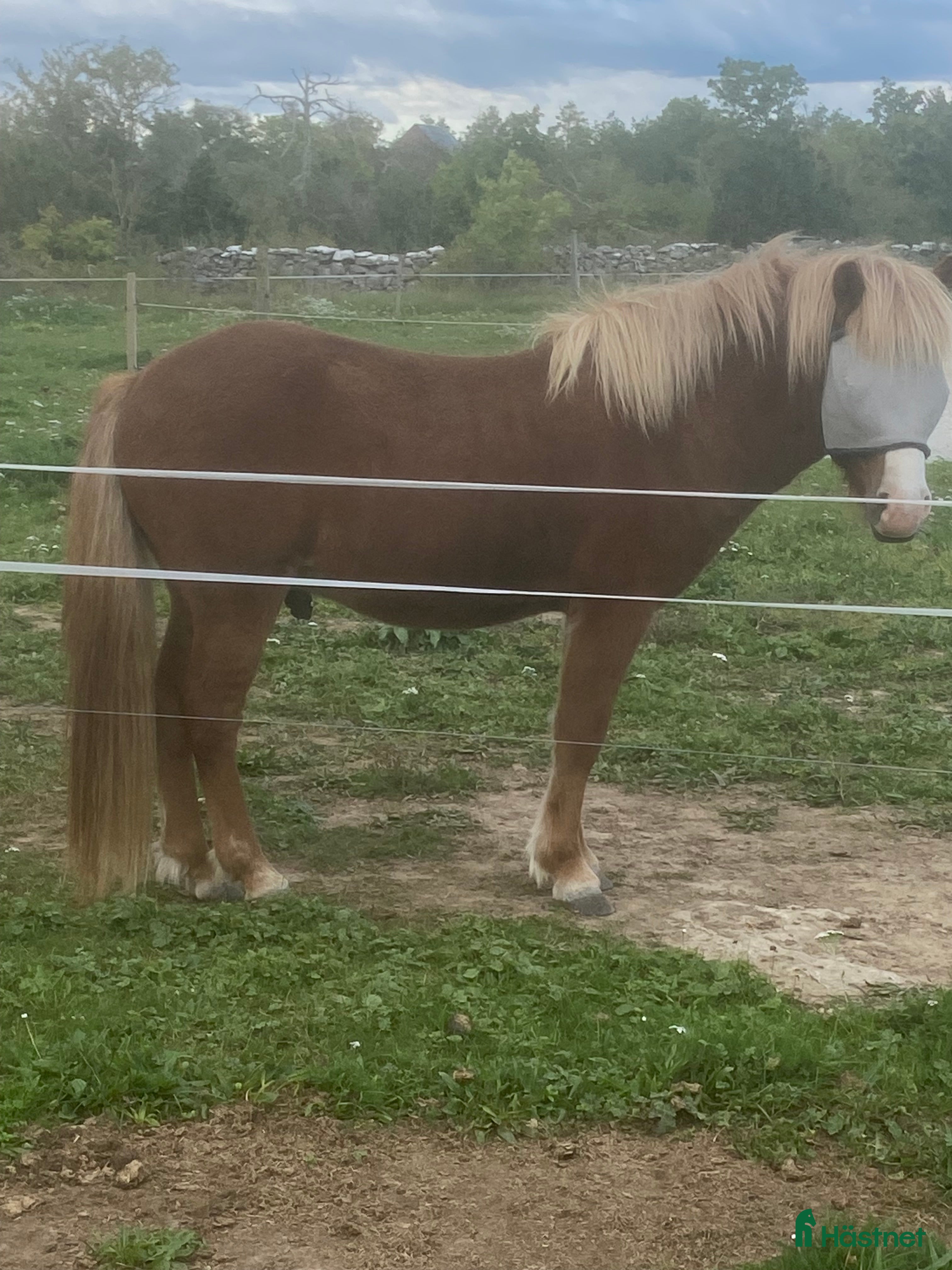  hästar Islandshäst i Lärbro - Annons 20