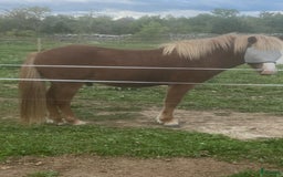 Island hästar till salu: Islandshäst i Lärbro - Annons 1