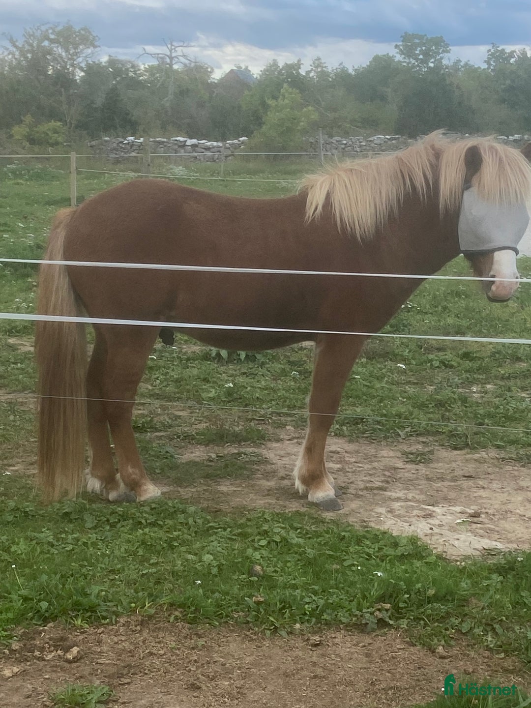 Island hästar till salu: Islandshäst i Lärbro - Annons 1