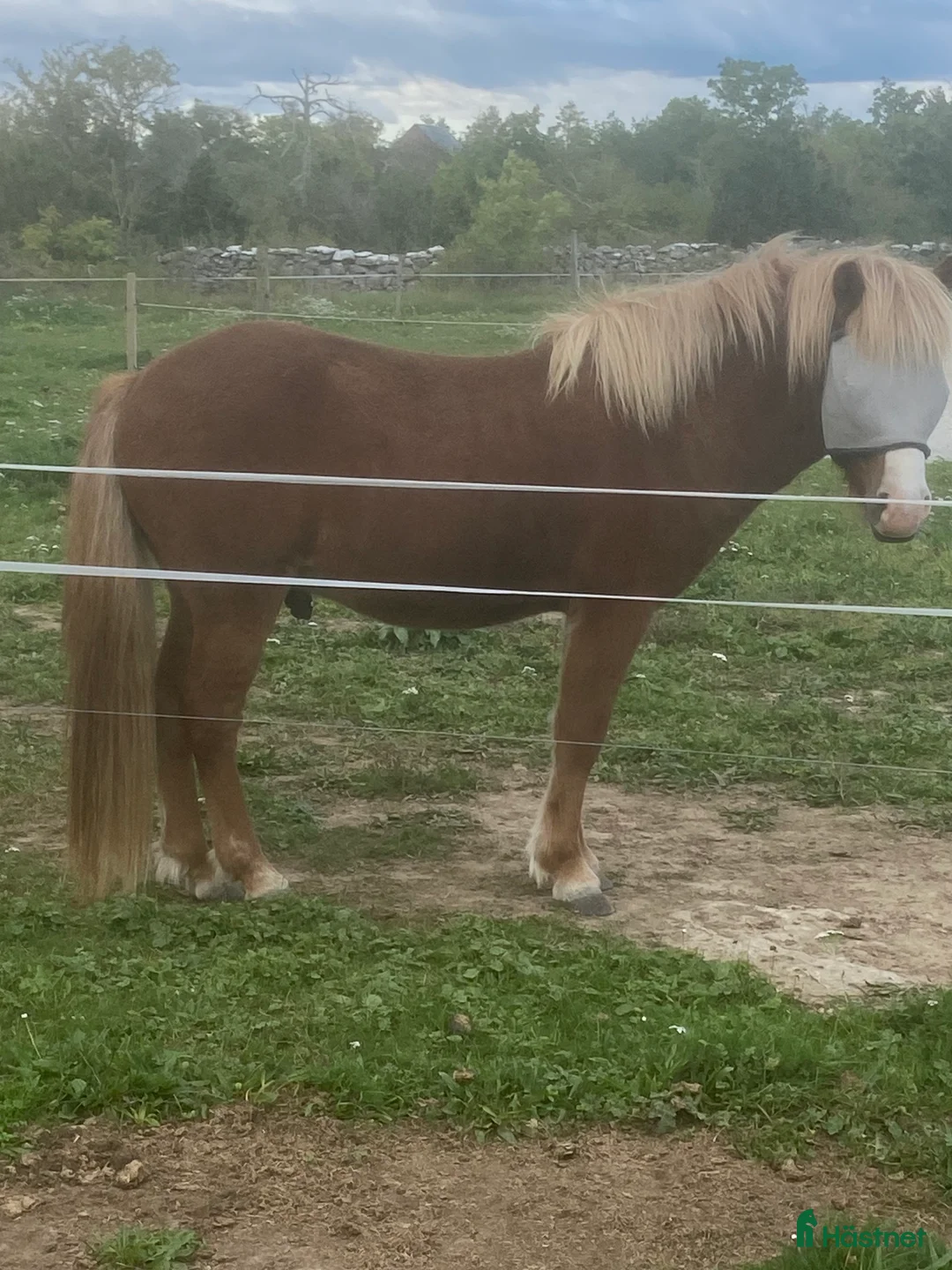 Island hästar till salu: Islandshäst i Lärbro - Annons 1