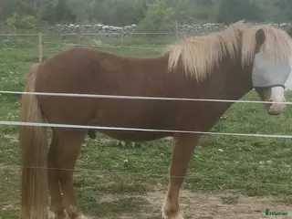 hästar Islandshäst i Lärbro - Annons 20