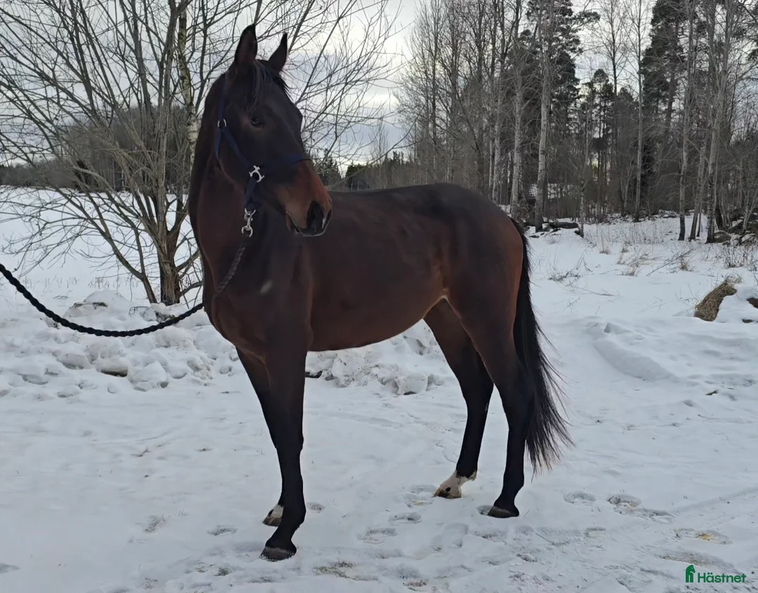 Dressyr hästar till salu: Utrycktsfullt sto med toppstam - Annons 2