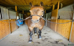  hästgårdar till salu: Gård med avskilt läge utanför Uppsala i Alunda - Bild 2