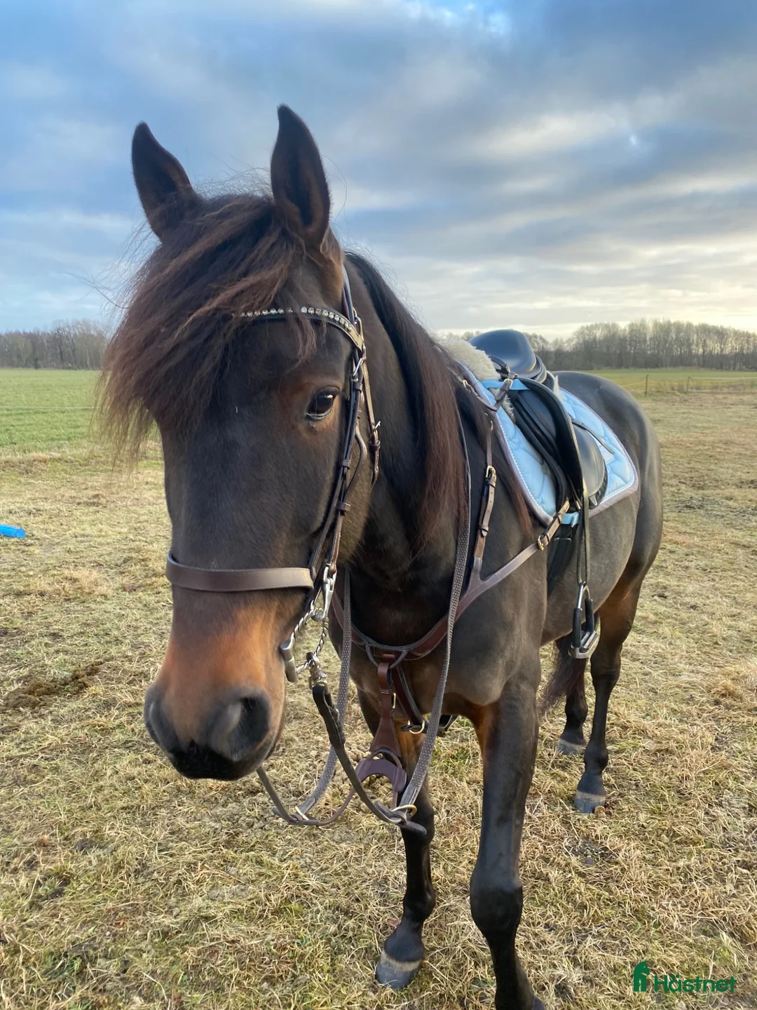 Allround hästar till salu: Sötnöt med hjärta av guld⭐️🥹 - Annons 2