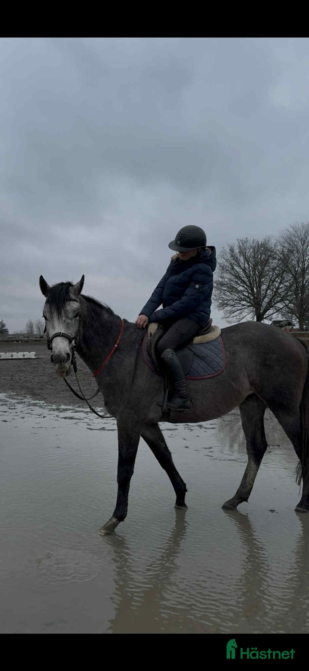 Allround hästar till salu: En riktigt prins  i Skara - Annons 4