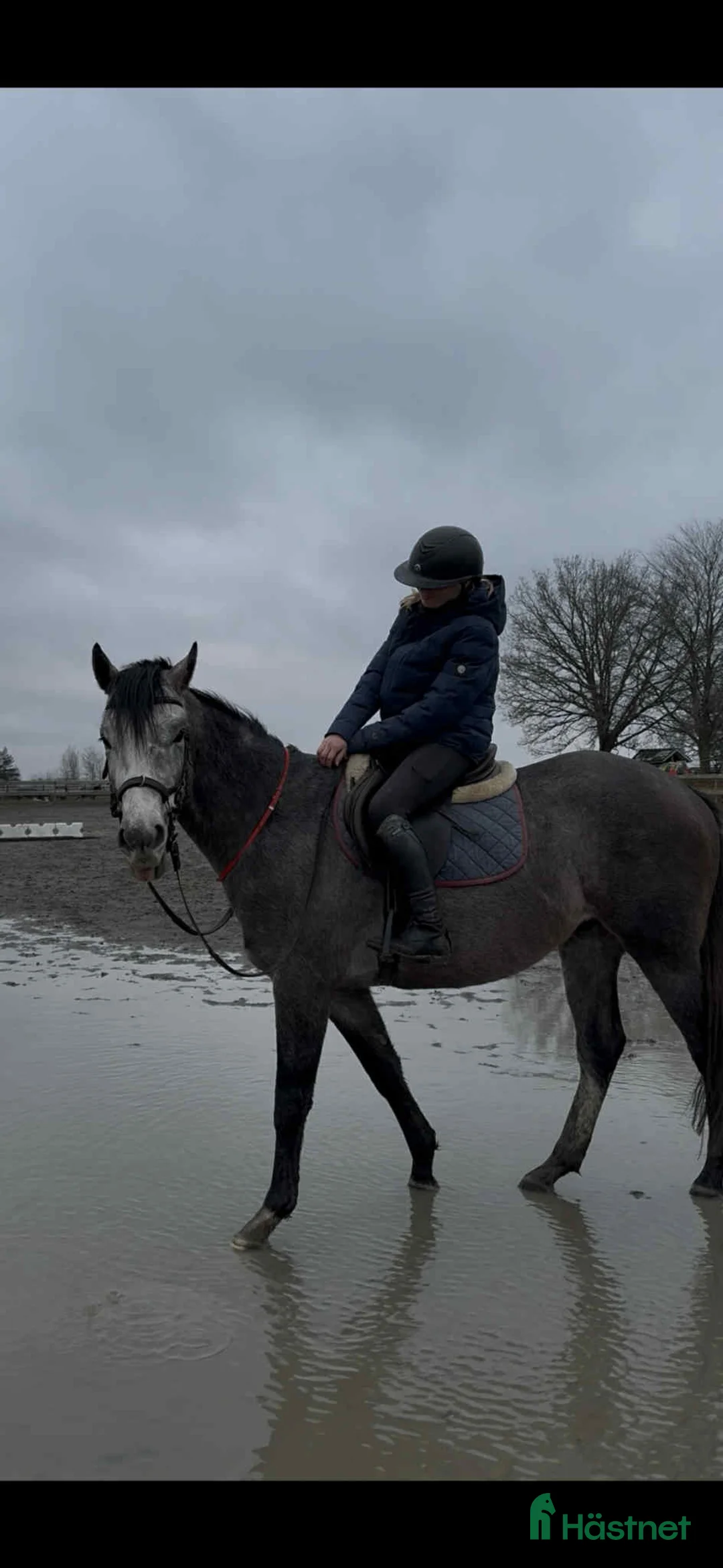Allround hästar till salu: En riktigt prins  i Skara - Annons 4