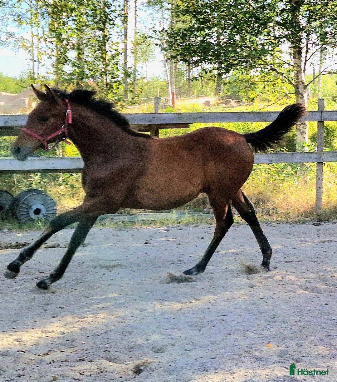 Övrigt hästar till salu: Harmoniskt stoföl  i Bruzaholm - Annons 2
