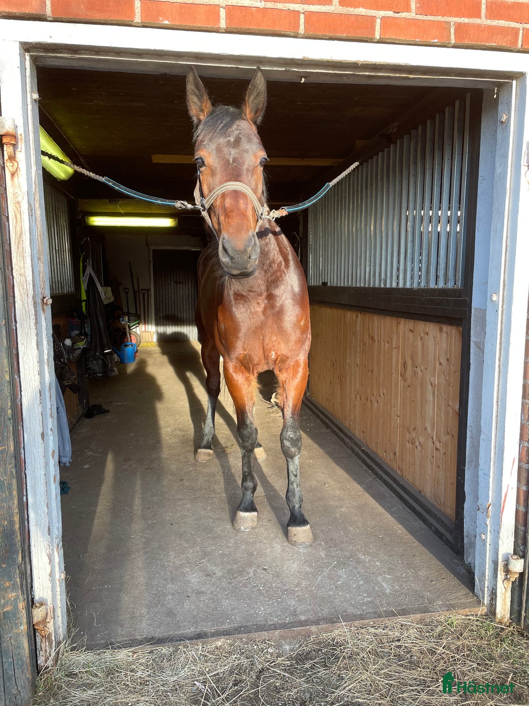 Allround hästar till salu: Snäll allround häst  i Malmbäck - Annons 1