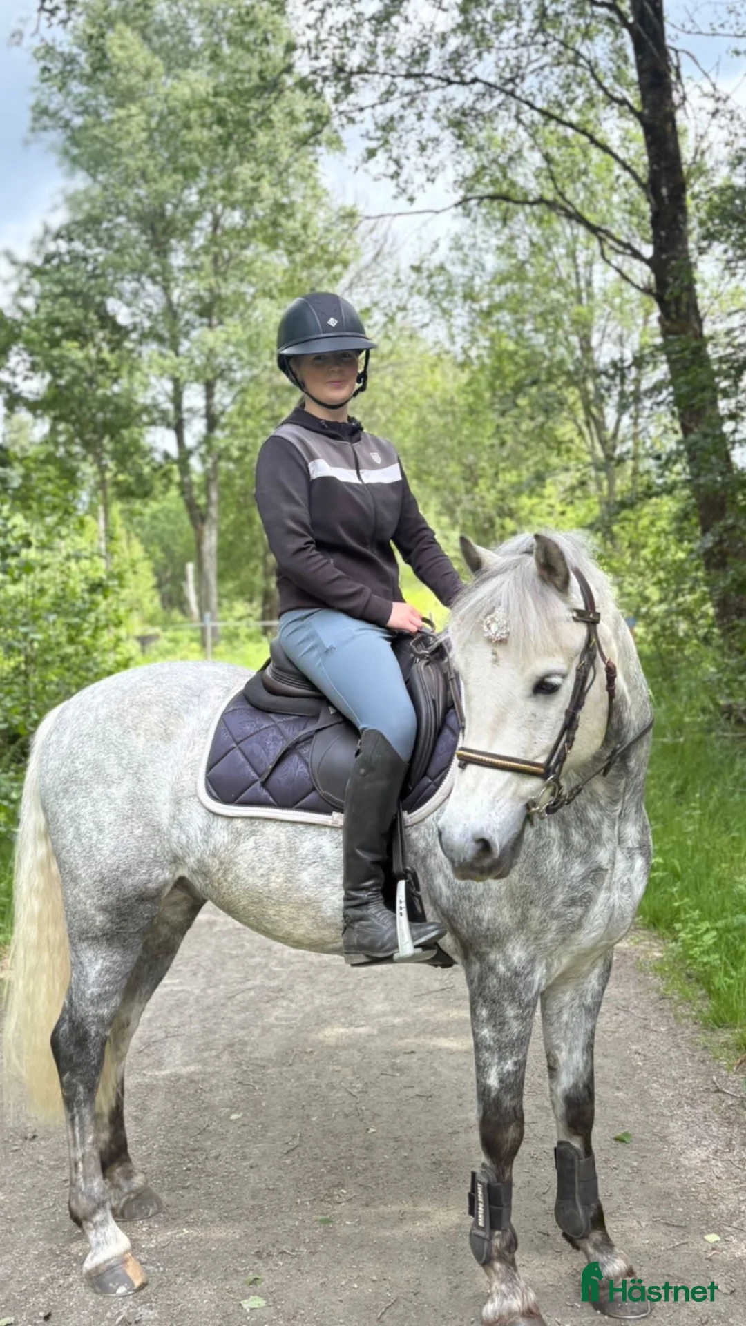 Sällskap hästar till salu: Världens bästa Milo - Annons 1
