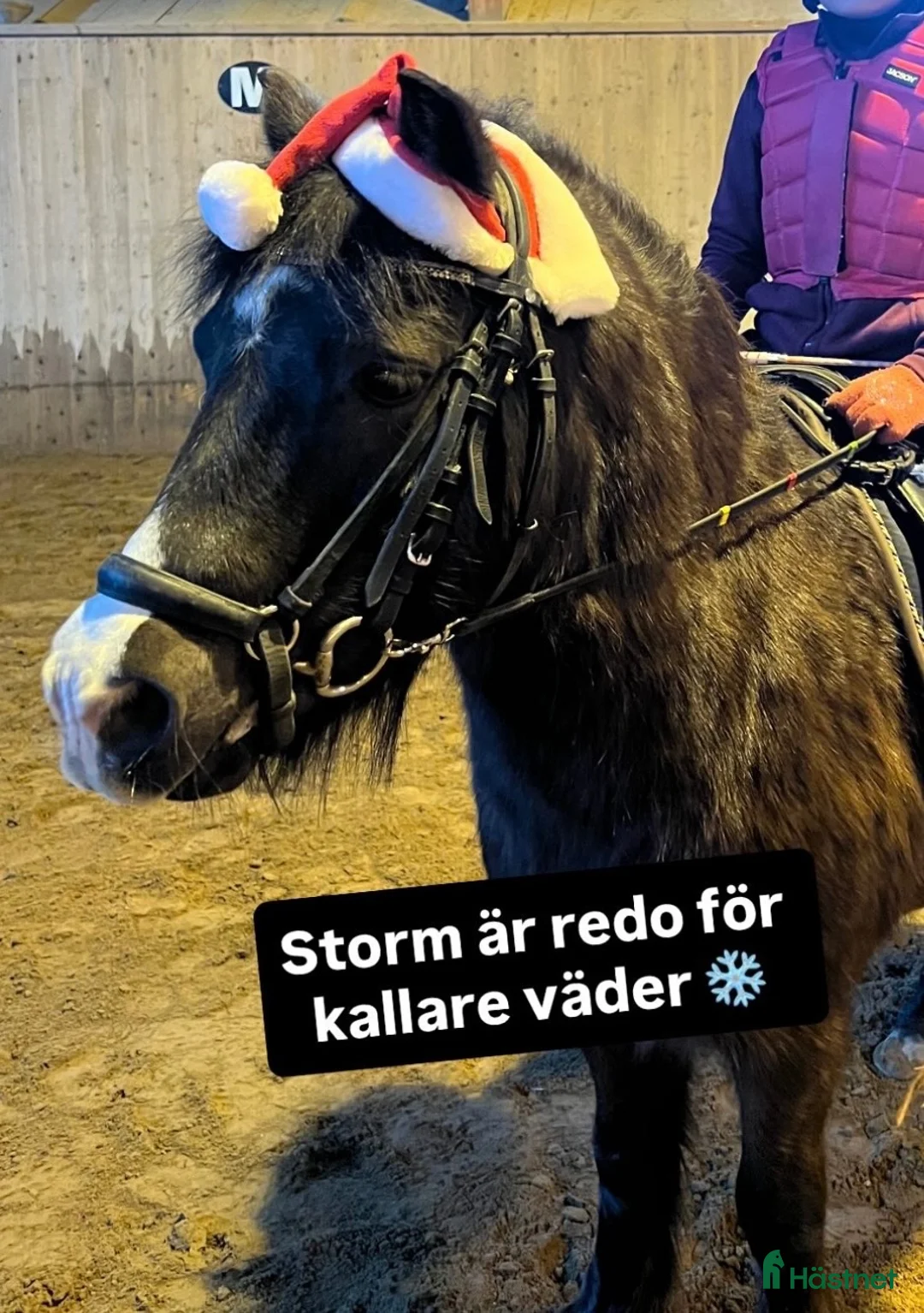  medryttarhäst finnes: Liten B-ponny söker medryttare - Annons 4