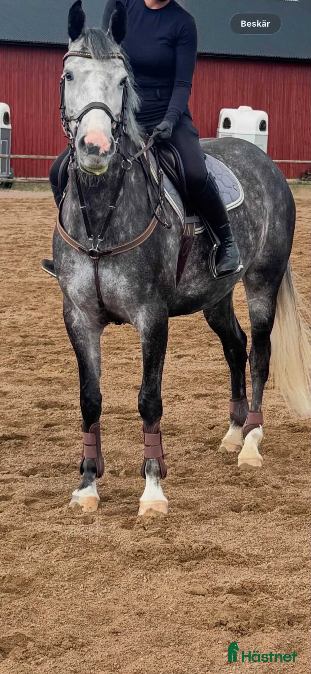 Allround hästar till salu: En oslipad diamant med hoppstam - Annons 1