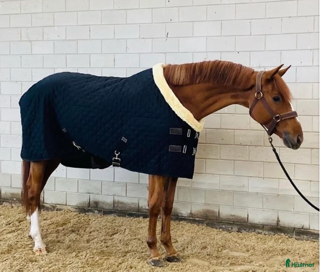 Hoppning hästar till salu: Hopphäst med mycket kapasitet - Annons 2