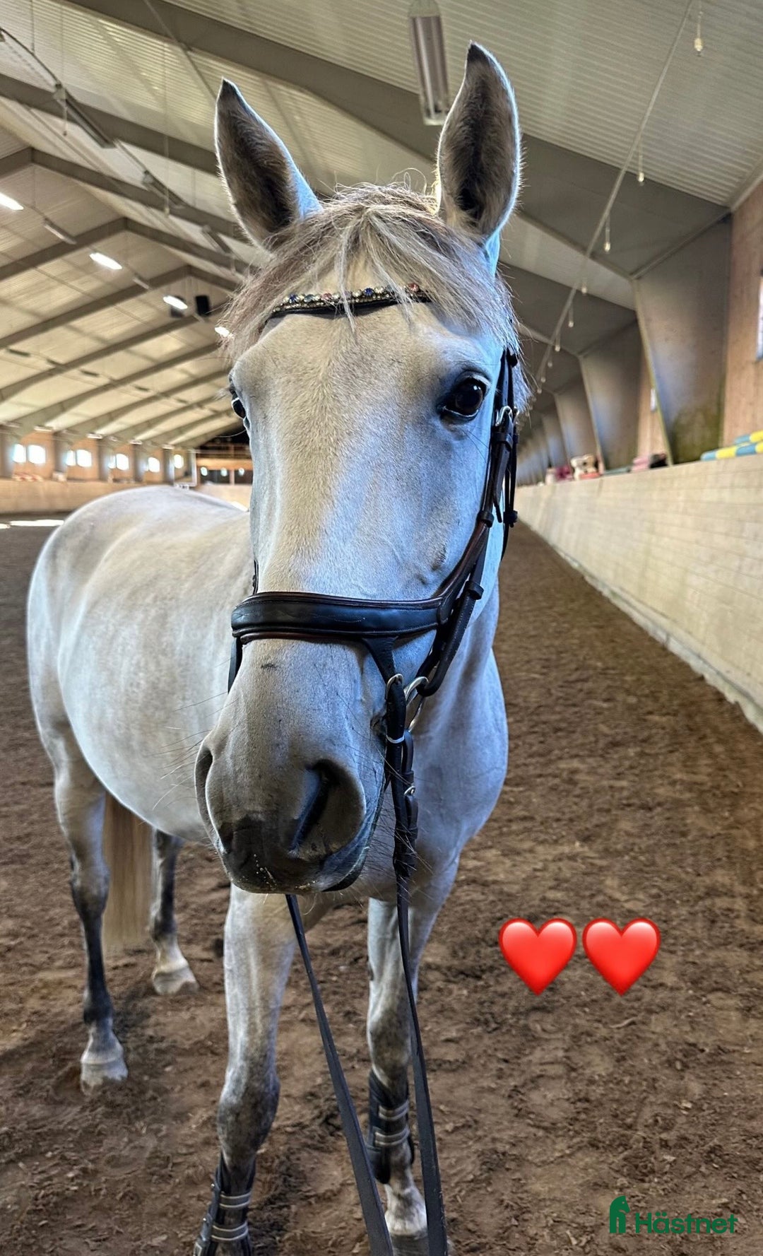 Hoppning hästar till salu: Tuff hopp ponny🌟 - Annons 2