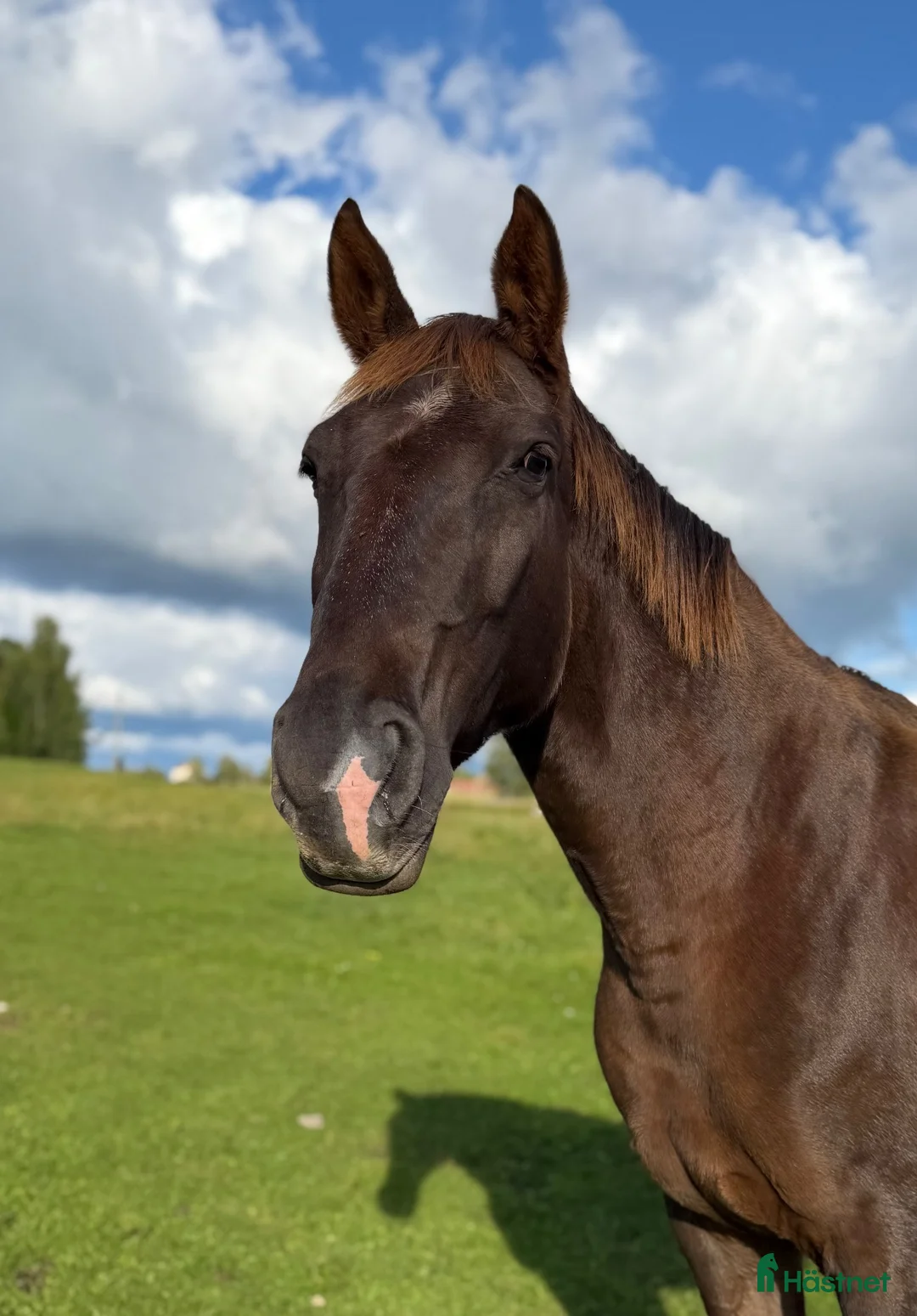 Avelshästar hästar till salu: Gångartssto med mkt meriterad stam  - Annons 1