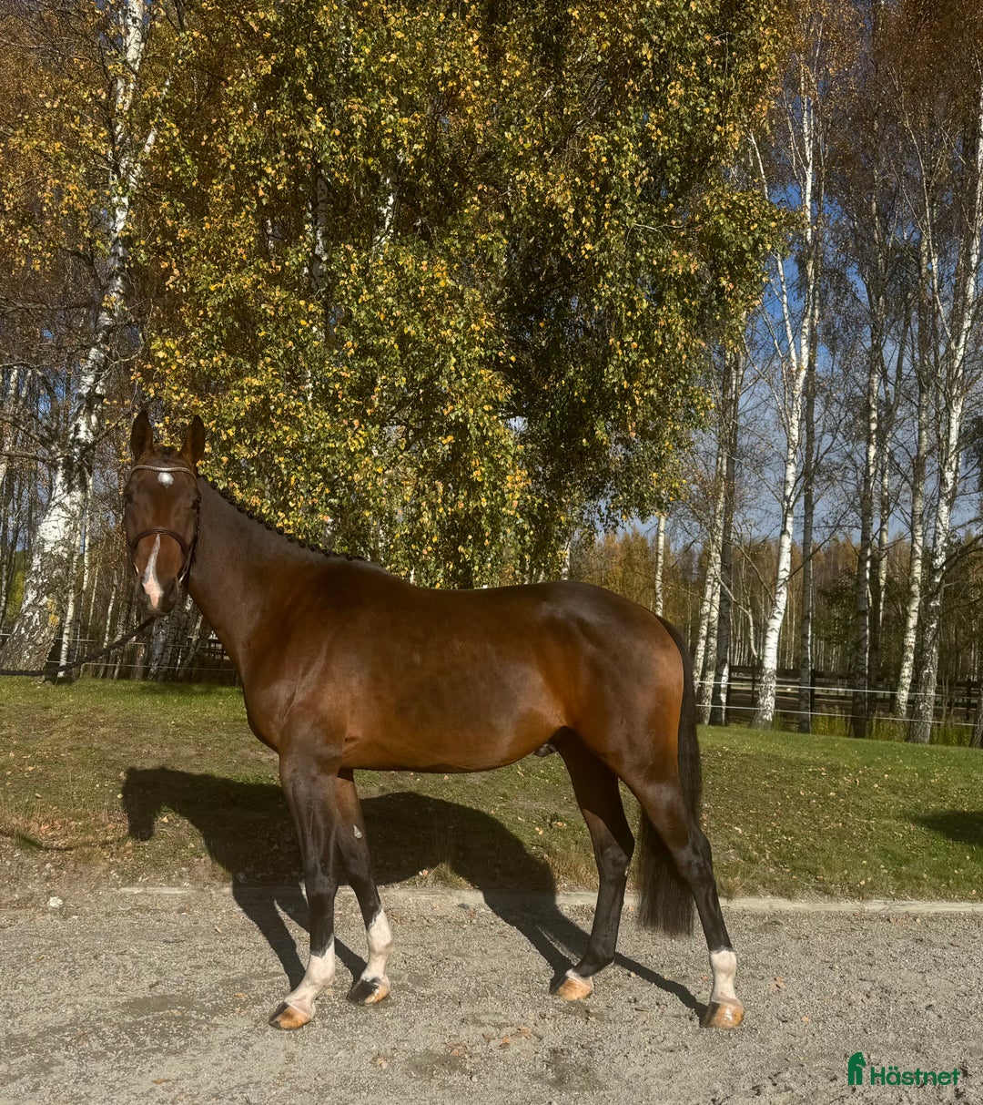 Hoppning hästar till salu: 3 åring för årgångschampionaten i Höör - Annons 2