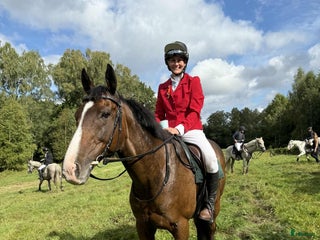 hästar Glad kille med energi i Kungälv - Annons 4