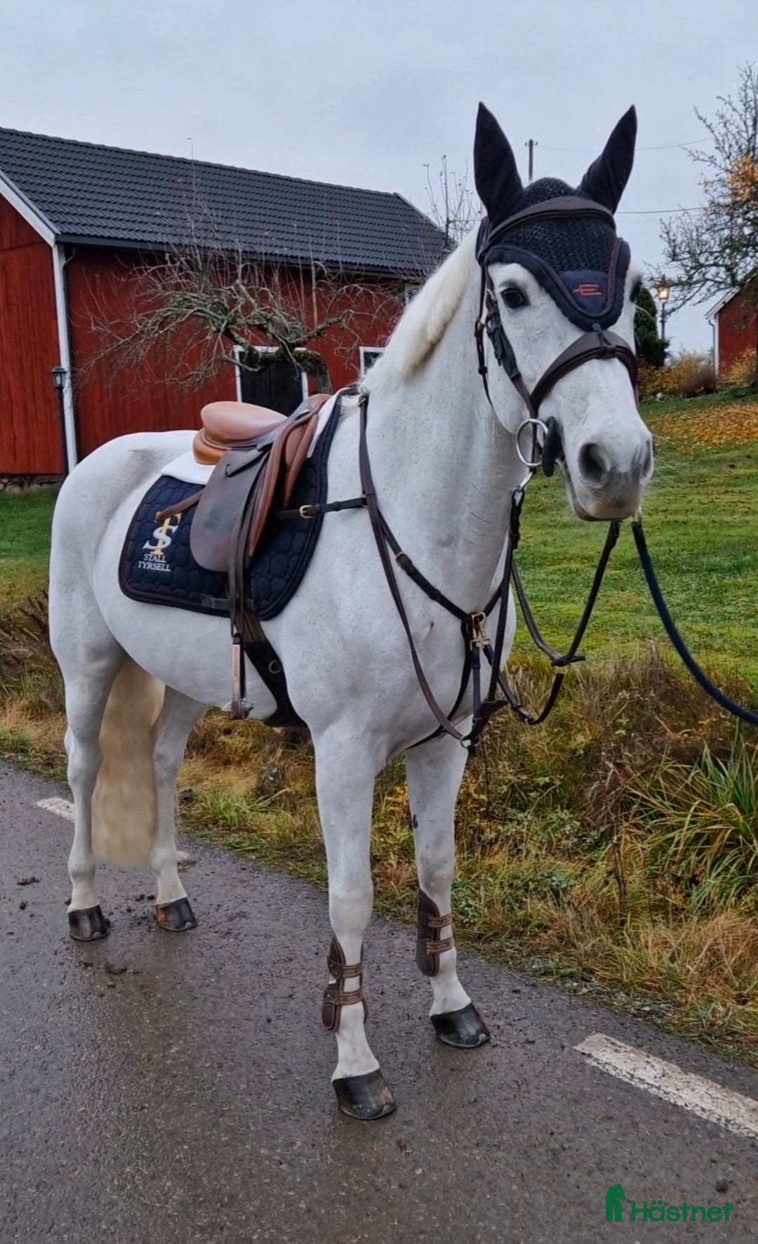 Hoppning hästar till salu: Fantastisk Läromästare  i Köping - Annons 1