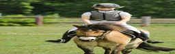 Hoppning hästar till salu: Extremt snäll barnponny - Annons 3