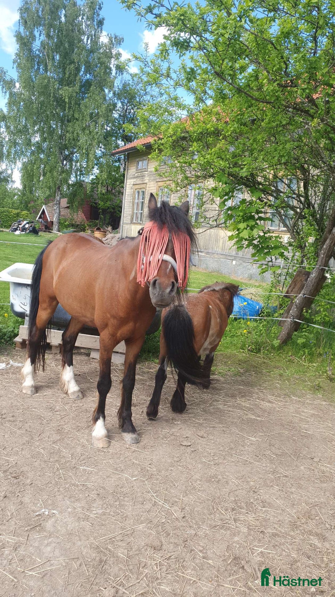 Allround hästar till salu: Träningskompis i Falun - Annons 5