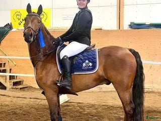 foderhäst sökes i Vallentuna - Annons 1