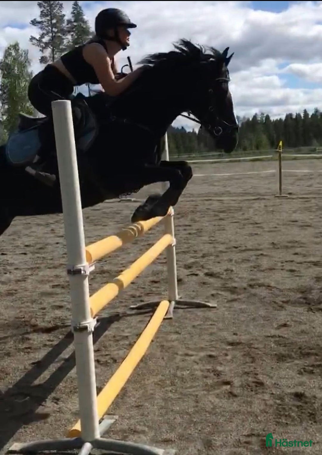 Allround hästar till salu: Intressekoll, D-ponny i Stensele - Annons 3