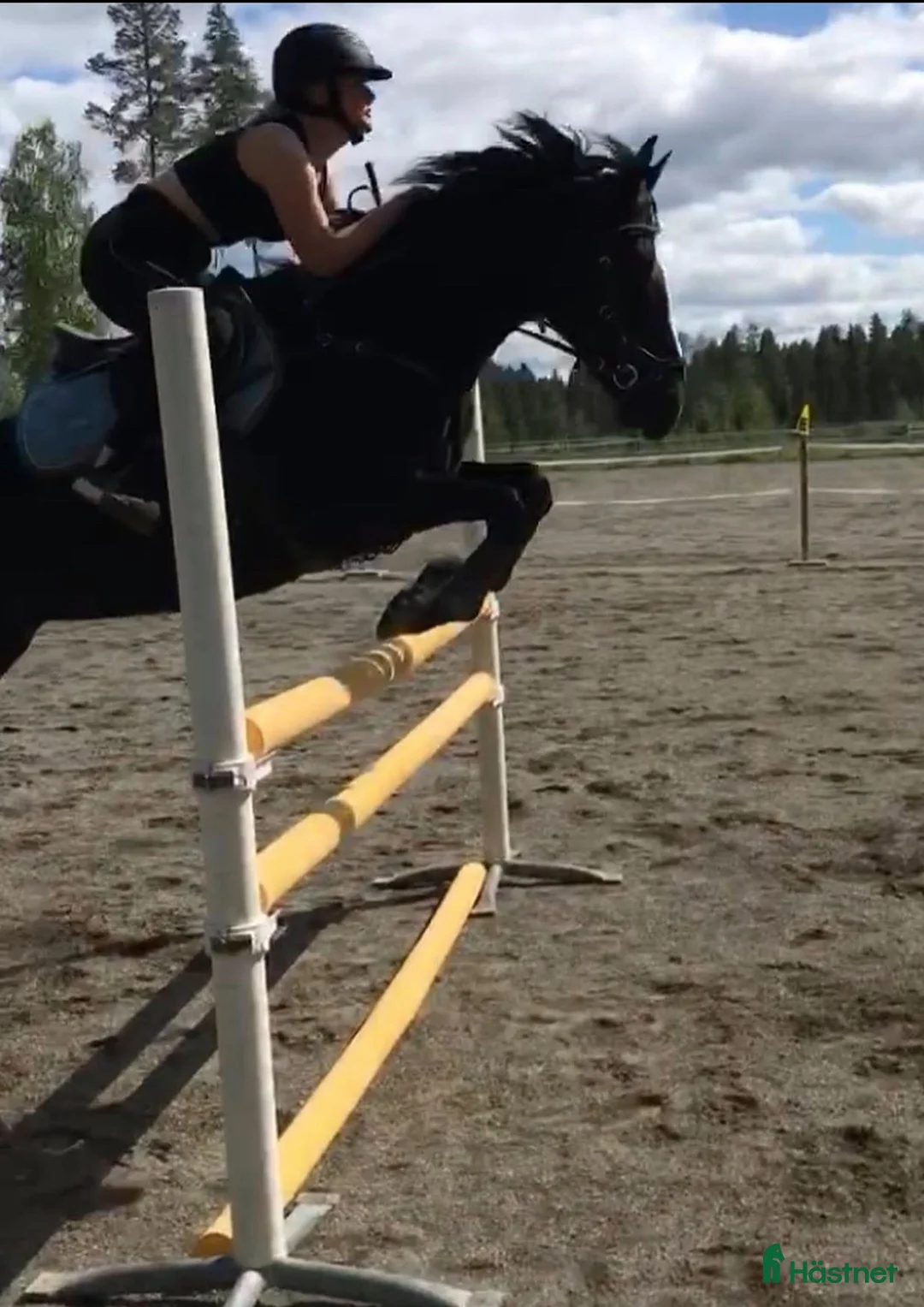 Allround hästar till salu: Intressekoll, D-ponny i Stensele - Annons 3