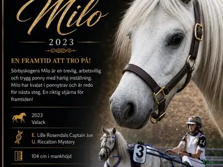 hästar Sagoponnyn Milo - Annons 2