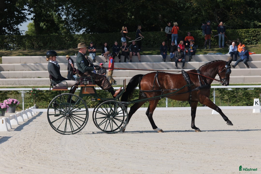 Körvagnar körning till salu: Dressyrvagn - Tidaholm i Klippan - Annons 2