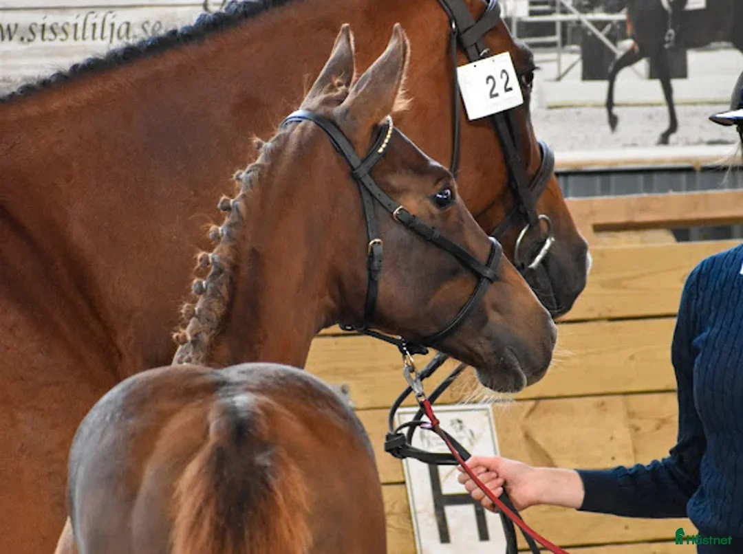Hoppning hästar till salu: Fint stoföl efter LLoyd 1428 i Kisa - Annons 2