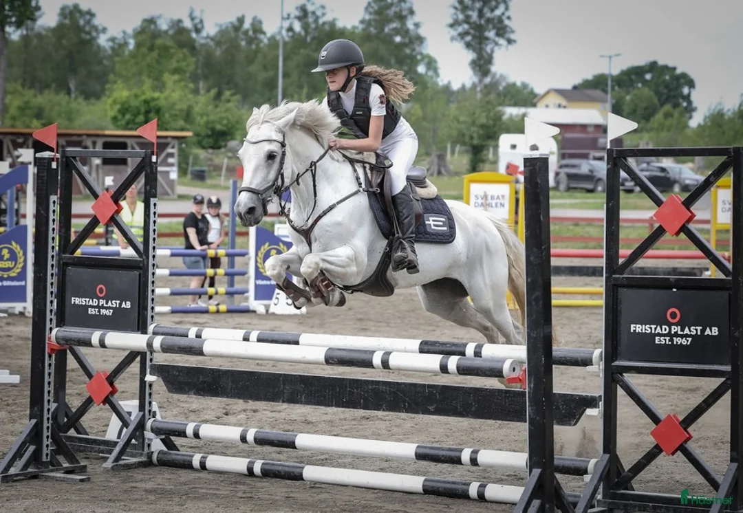 Allround hästar till salu: 💗 Moyvilla Lady - Bildbar kvalitetsponny  - Annons 1