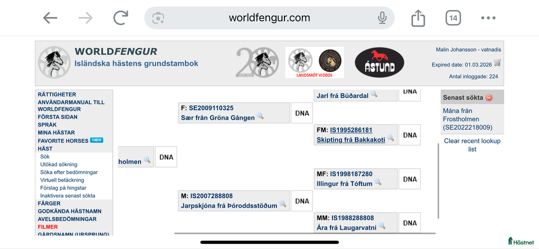 Island hästar till salu: Världen finaste ! i Slöinge - Annons 5