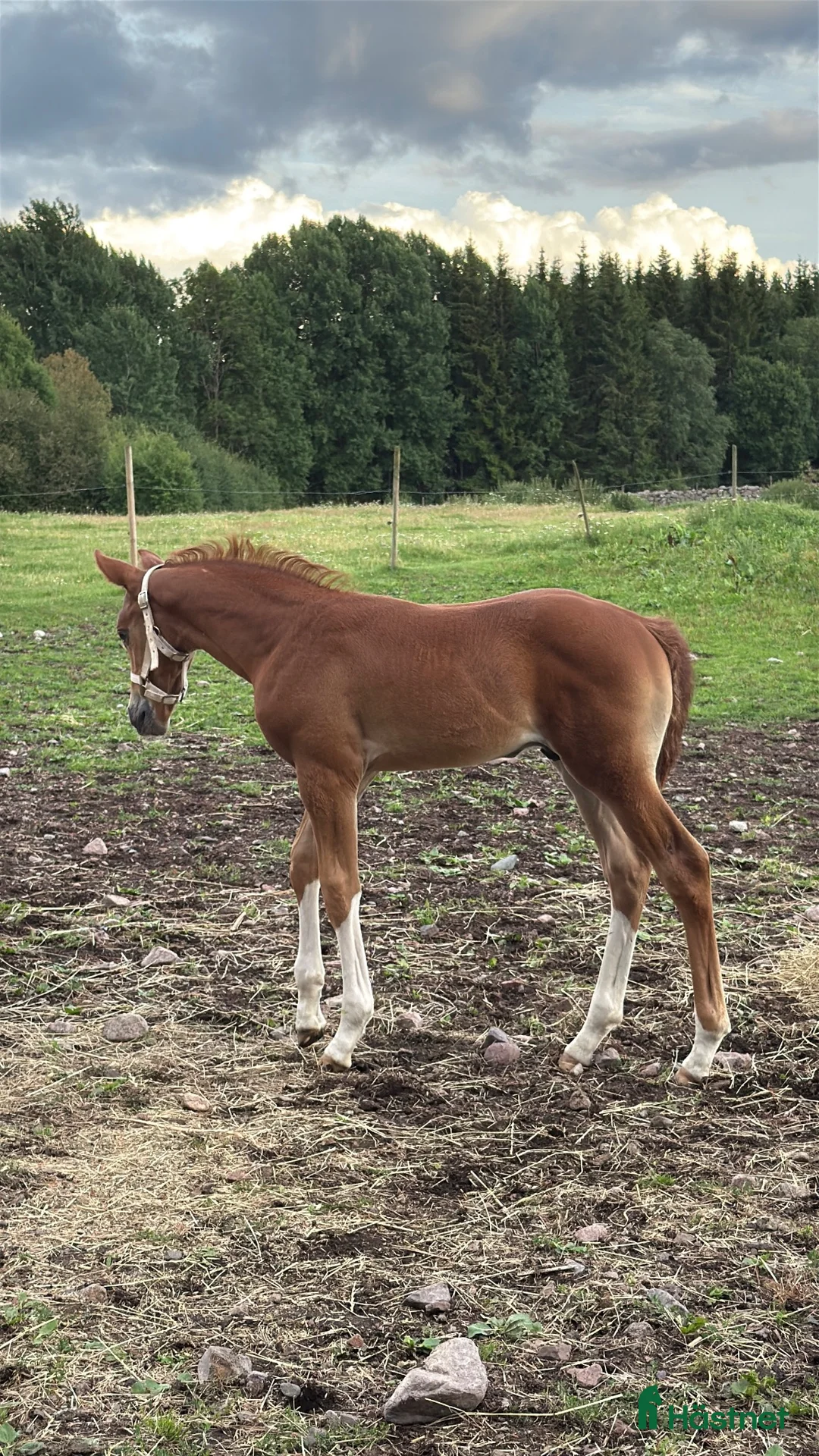 Hoppning hästar till salu: Hingstföl e. Kathmandu - Heartbreaker - Ramiro Z - Annons 2