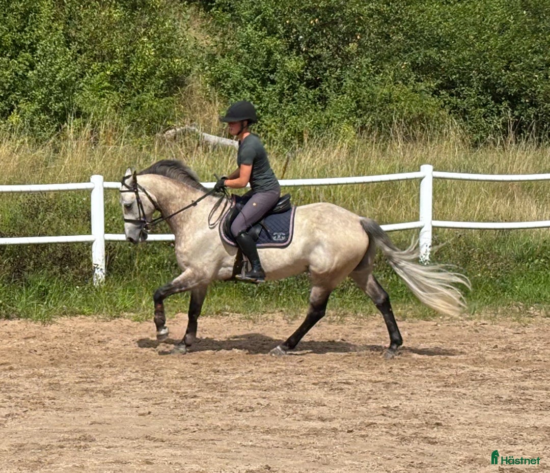 Hoppning hästar till salu: Vacker valack med potential i Jönåker - Annons 3
