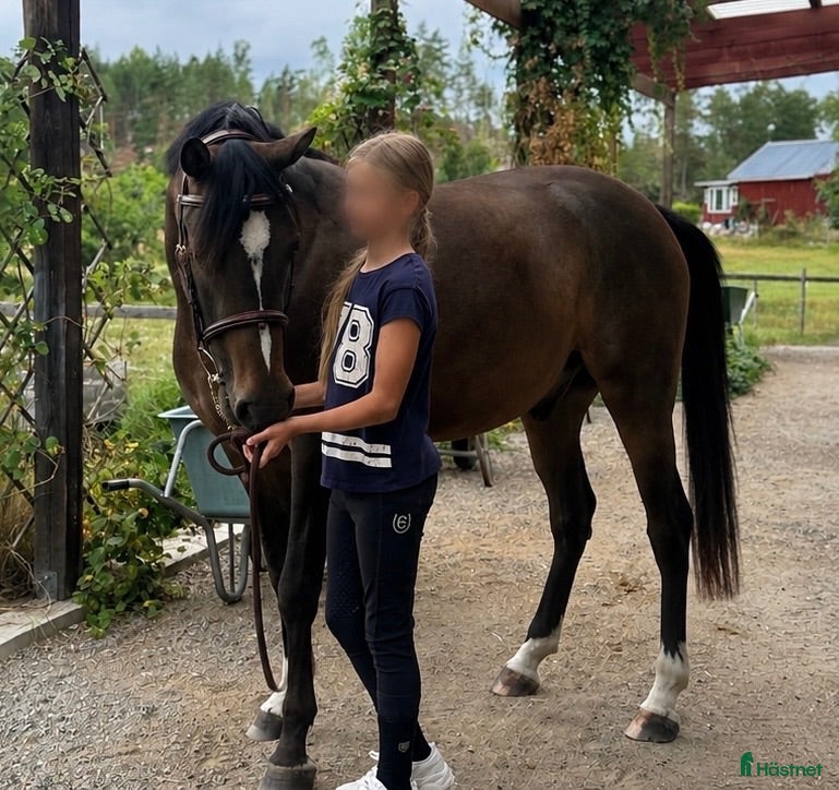  hästar 3åring exceptionell stam & stor framtidspotential  - Annons 2