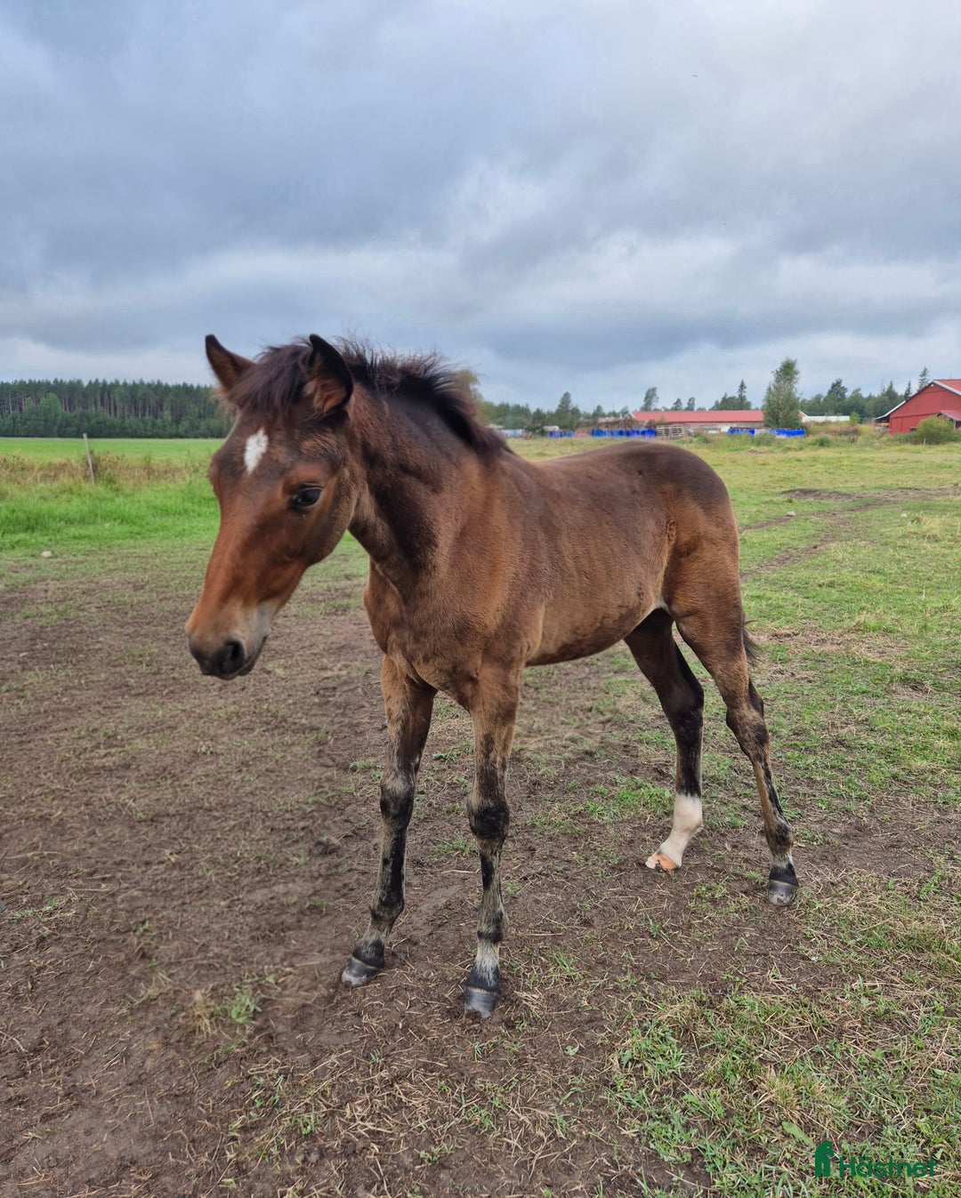 Trav hästar till salu: Årsföl  i Vikarbyn - Annons 3