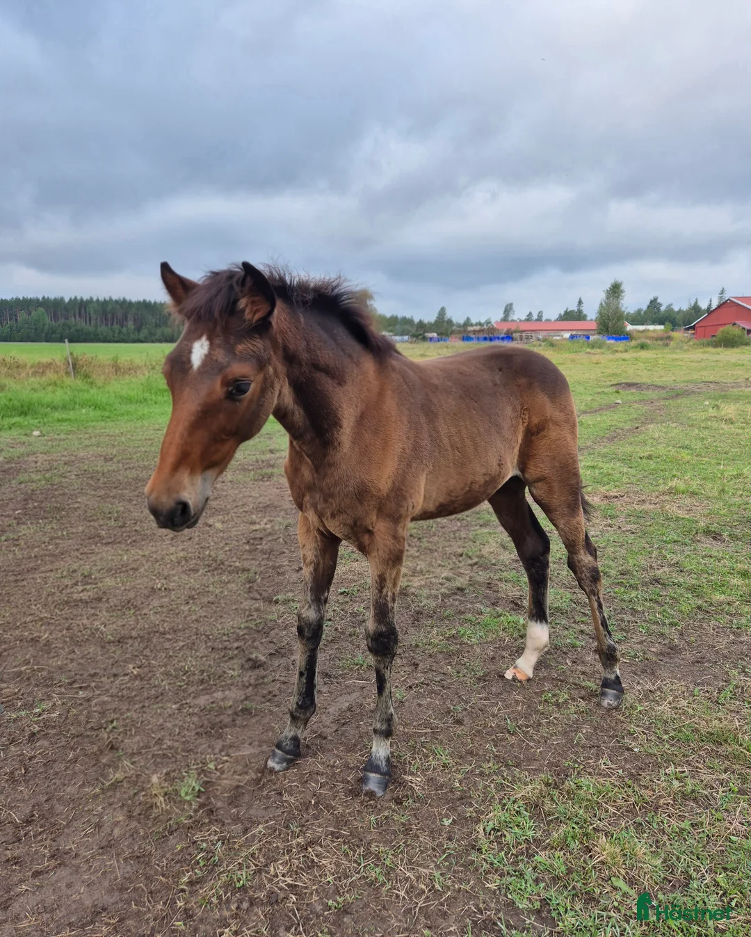 Trav hästar till salu: Årsföl  - Annons 3