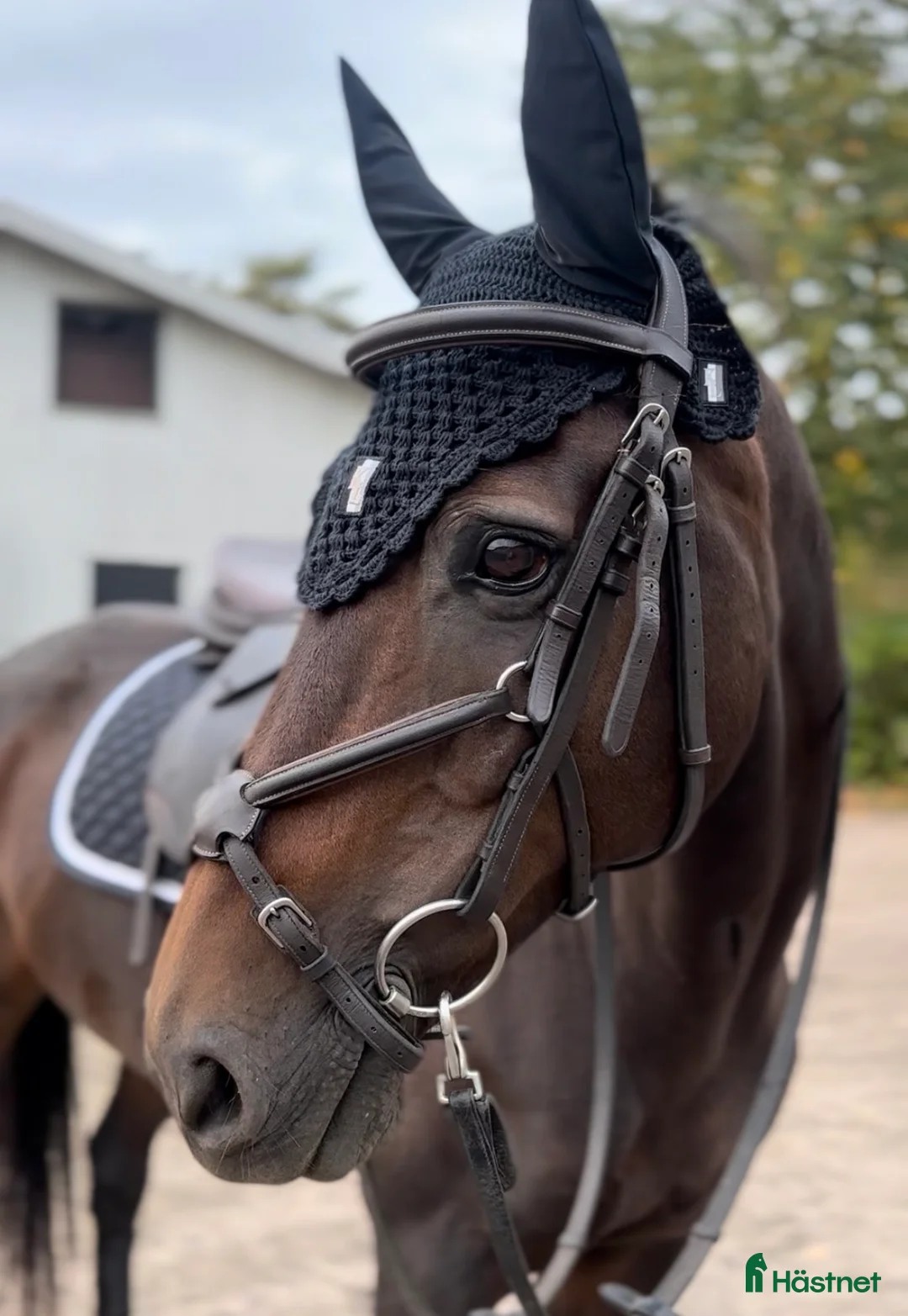 Övrig Hästutrustning hästutrustning till salu: Massa utrustning till salu - Annons 14