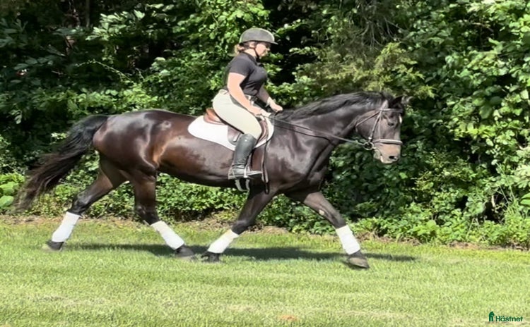  hästar i Halmstad - Annons 1